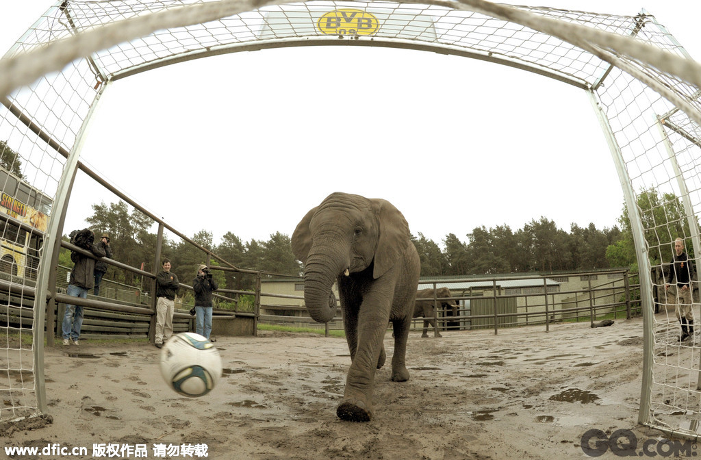 2013年5月22日，德国Hodenhagen，Serengeti公园一直名叫奈利的大象“预测”2013年欧冠结果，它将足球踢进了多特蒙德的篮筐，象征自家拜仁即将夺得冠军。 