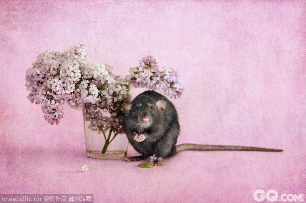 热爱动物的Anna称，她受到自己两只雌性小鼠Chesha和Nyusha的启发，从而想要为小鼠创作一个滑稽相册。