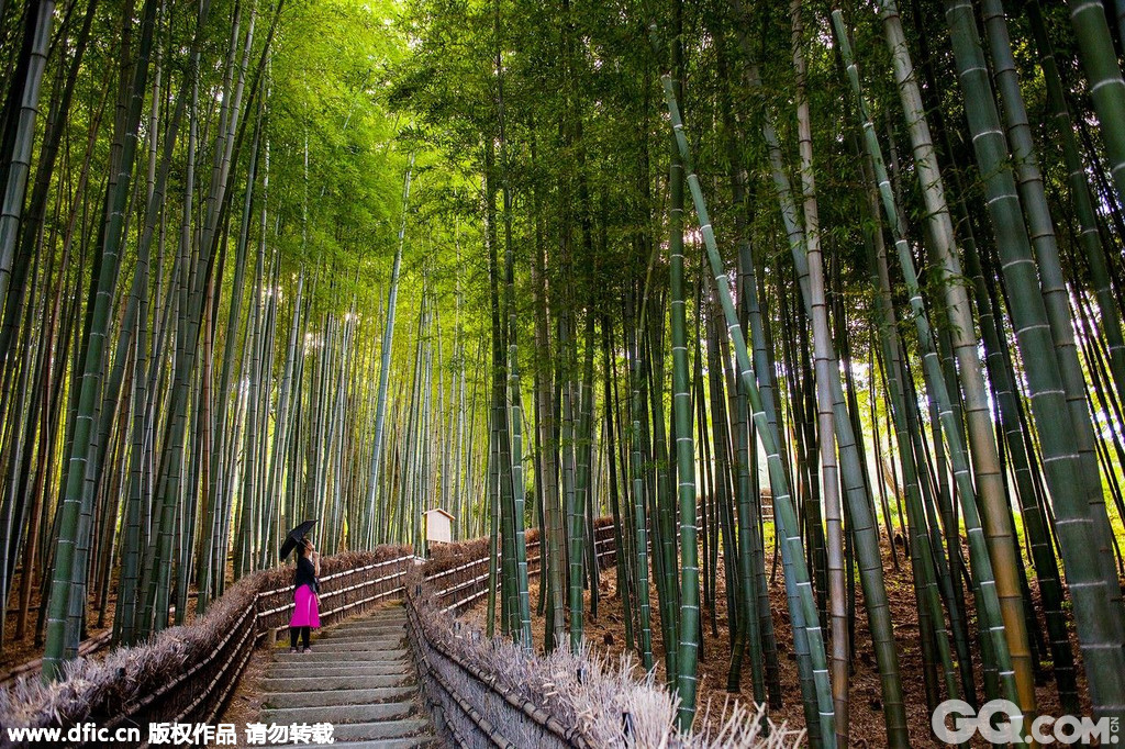 位于东京郊区的岚山自八世纪起就一直是深受游客欢迎的景点。不论是在万物复苏的春天，樱桃花盛开，香气逼人;还是在金色灿烂的秋天，树木叶子红橙交替，色彩斑斓，公园都是异常的迷人。
风景秀丽的佐加野竹林就坐落在这个国家级别的历史遗址兼风景区内。参天的竹林内有一条小径，当你身在其中，恰逢阳光洒落，微风拂面之时，你定要感叹这里风景如画，意境非凡了。
