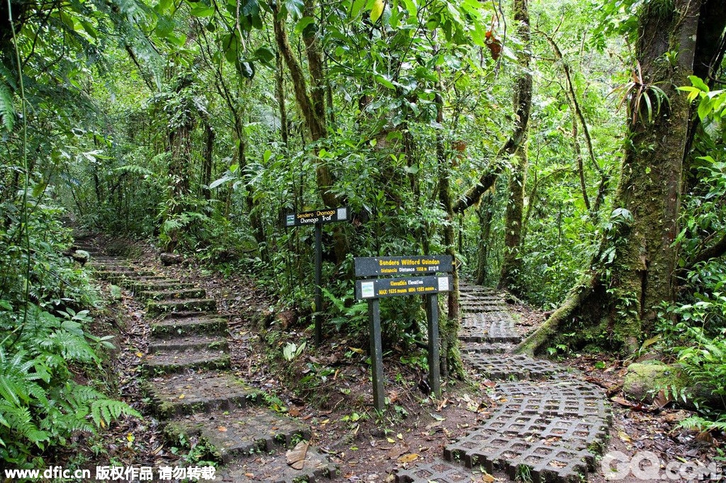 蒙特沃德云雾森林保护区是一个位于科迪勒拉山系的哥斯达黎加保护区。每年，大概有7万游客去来此观光。森林内共有6个生态区、2500多种植物、100种哺乳动物、400种鸟类、120种爬虫类和两栖类动物以及成千上万种昆虫，而且，这里还是最大的兰花物 种生长地(大概500多种)。除此之外，这里还居住着众多知名动物，比如：捷豹、豹猫、贝尔德貘、铃鸟、伞鸟、绿咬鹃。
