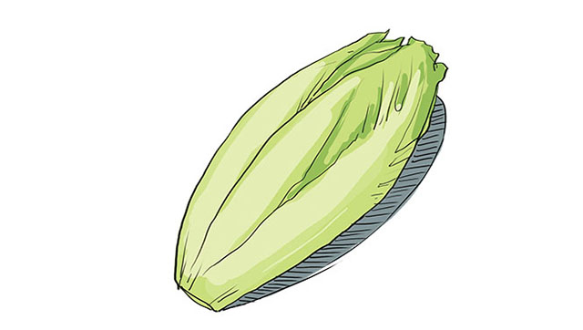 苦苣endive