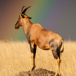  摄影师拍彩虹下非洲兽群 静谧祥和令人神往