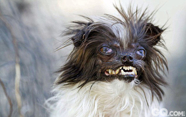 5.	当地时间2014年6月20日，美国加州，索诺马县诺马—马林博览会将于本周五举办第26届“世界最丑狗狗比赛”。一条名叫Peanut的狗狗获得冠军。