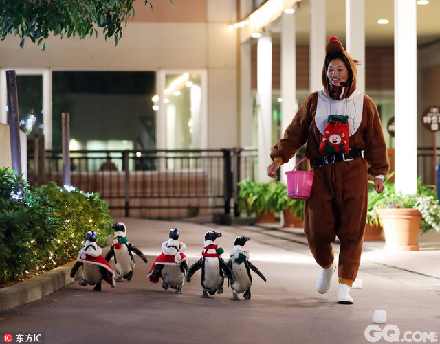 当地时间2016年12月6日，日本横滨，当地八景岛海岛乐园举行圣诞企鹅游行活动，小企鹅们圣诞造型亮相萌翻天。