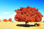 國內10大紅葉秋景地 在最美的地方“等楓來” 