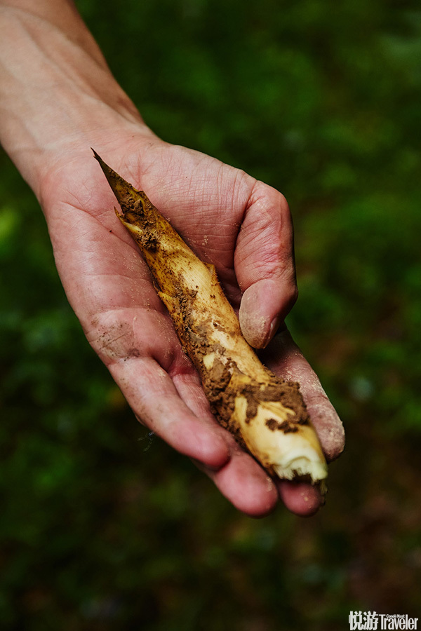 我们是来寻找这个季节本地出产的"边笋".边笋又叫.