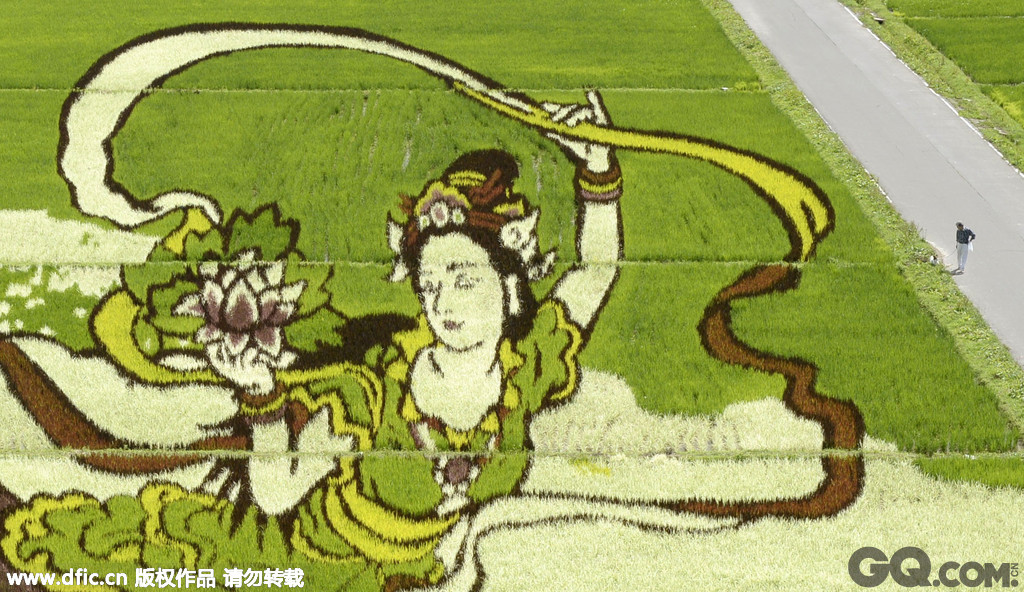 日本青森县田舍馆村的“稻田艺术”活动迎来了最佳观赏期，各色水稻在广阔水田中勾勒出巨型图画。村公所旁边约1.5万平米的水田中，村公所职员和村民们一 起种植了叶子为白、绿等7种颜色共10个品种的水稻，呈现了去年入选世界文化遗产的富士山和三保松原羽衣传说中的天女形象。  