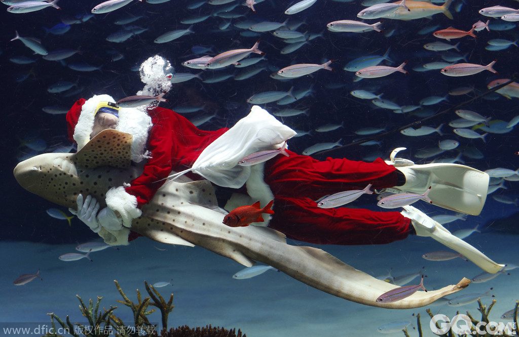 圣诞老人拥抱豹纹鲨