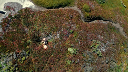 这家公司用无人机拍了一部叫做《Drone Boning》的电影，尽管电影的名字如此，但是几乎我看的时候整个过程都在关注美丽的风景去了而没有注意情色的主题，取景就在旧金山，给人一种正在使用Google Earth卫星地图的感觉。海滩，山脉，森林，草原，感觉眼前一片清新，真正做到了让色情返璞归真的感觉。
