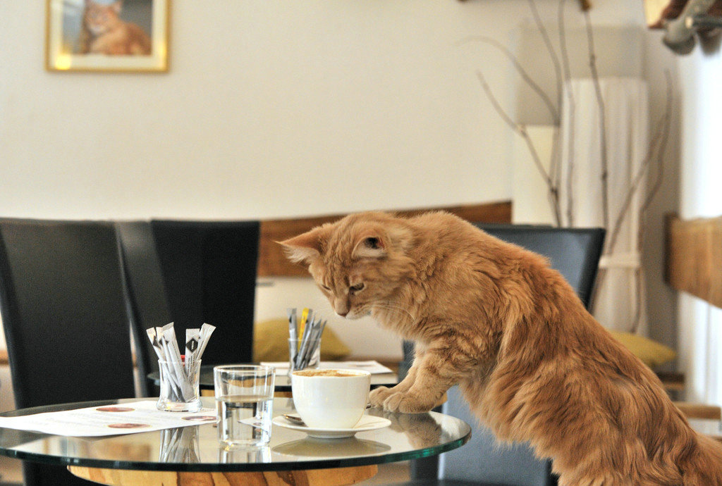 在奥地利维也纳，有间猫咪女仆咖啡馆。在这里，你可以享受到来自猫咪服务生的细心服务。有时候，温柔乖巧的猫咪还会趴在你的脚边，静静地陪伴你喝完最后一滴咖啡。