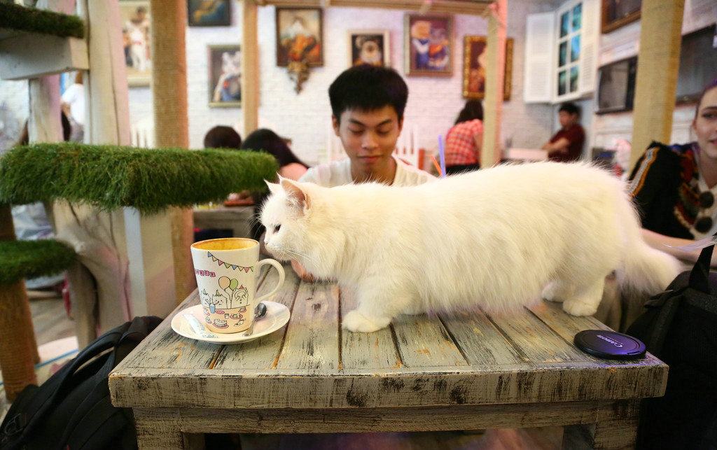 近年来，猫咪咖啡馆在全球风靡，从东京一直开到了伦敦。如果你没办法在家养一只自己的猫咪，猫咪咖啡馆是一个下班后与喵星人亲密接触的好去处。然而，跟泰国曼谷的Caturday Cat Cafe相比，世界上很多地方的猫咪咖啡馆都弱爆了。、在这里，你可以跟20只猫坐在一起喝咖啡吃蛋糕，任它们在你的桌上走来走去，霸占你的座位或者在你身边求抚摸。据店家表示，这里的猫咪都经过了严格的挑选，性格脾气适合的喵星人才能留下来。