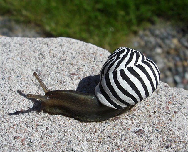 扁平毛蜗牛图片