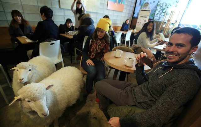 去年新年，韩国首尔，为迎接羊年到来，一咖啡馆特意请来了招财神器——两只绵羊。两只绵羊游走在餐桌之间，会时不时向你卖个萌，你可以一边喝咖啡一边与绵羊玩耍。除此之外，如果你属羊，还可以享受10%的价格优惠。