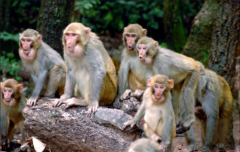 猴山到了~ 一群猴子们~ 下巴长得很诡异&middot;&