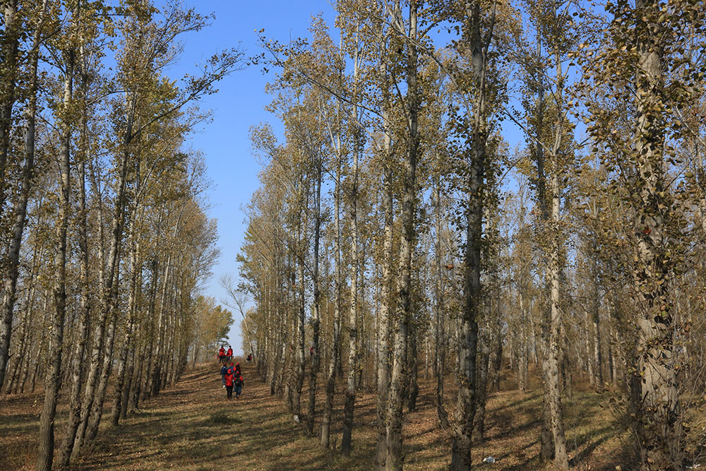 “真实的坚定是踢不烂的” Timberland中国科尔沁夫沙地植树逾200万棵